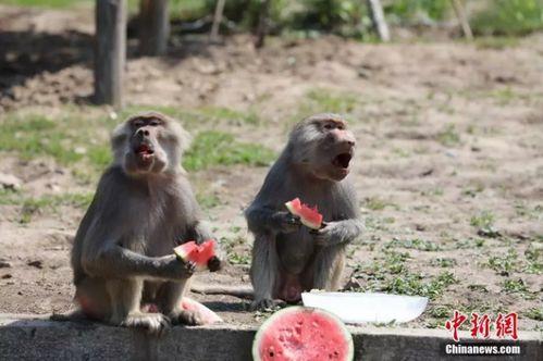 网红吃瓜像狒狒,狒狒般的狂热与趣味